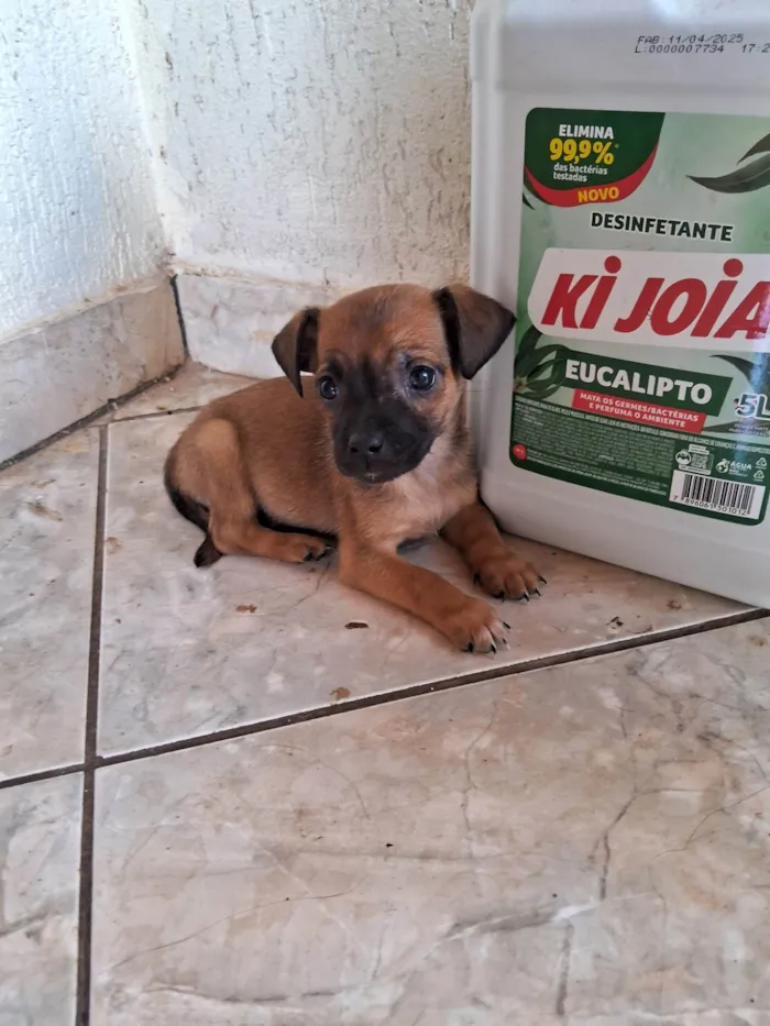 Cachorro ra a SRD-ViraLata idade 2 a 6 meses nome Dois irmãozinhos