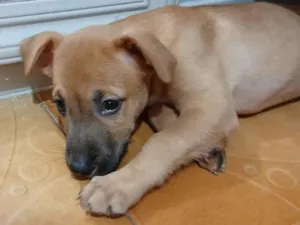 Cachorro raça SRD-ViraLata idade 2 a 6 meses nome Benicio 
