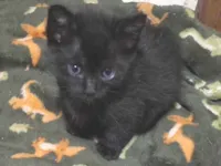 Gato raça Exótico idade 2 a 6 meses nome A escolher 