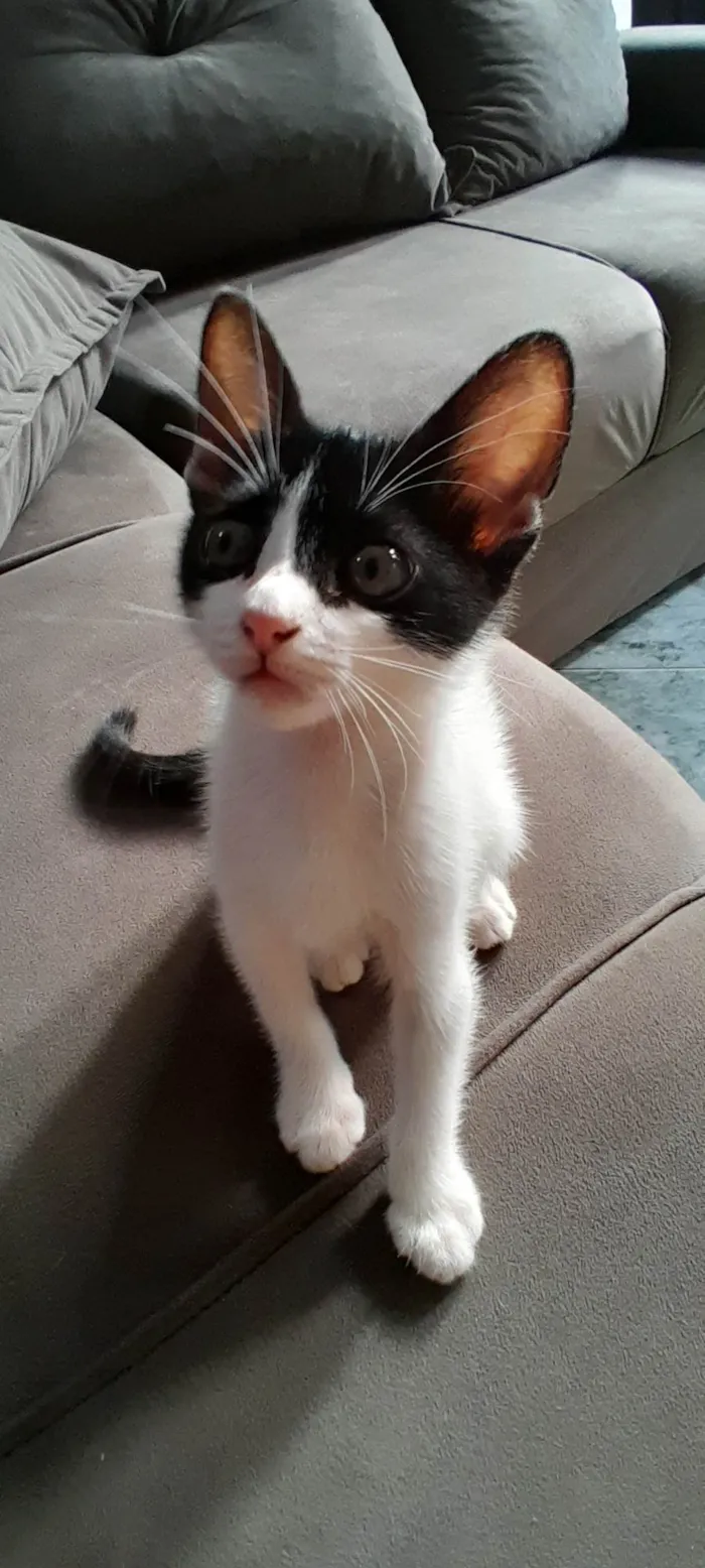 Gato ra a SRD-ViraLata idade 2 a 6 meses nome Lucinda