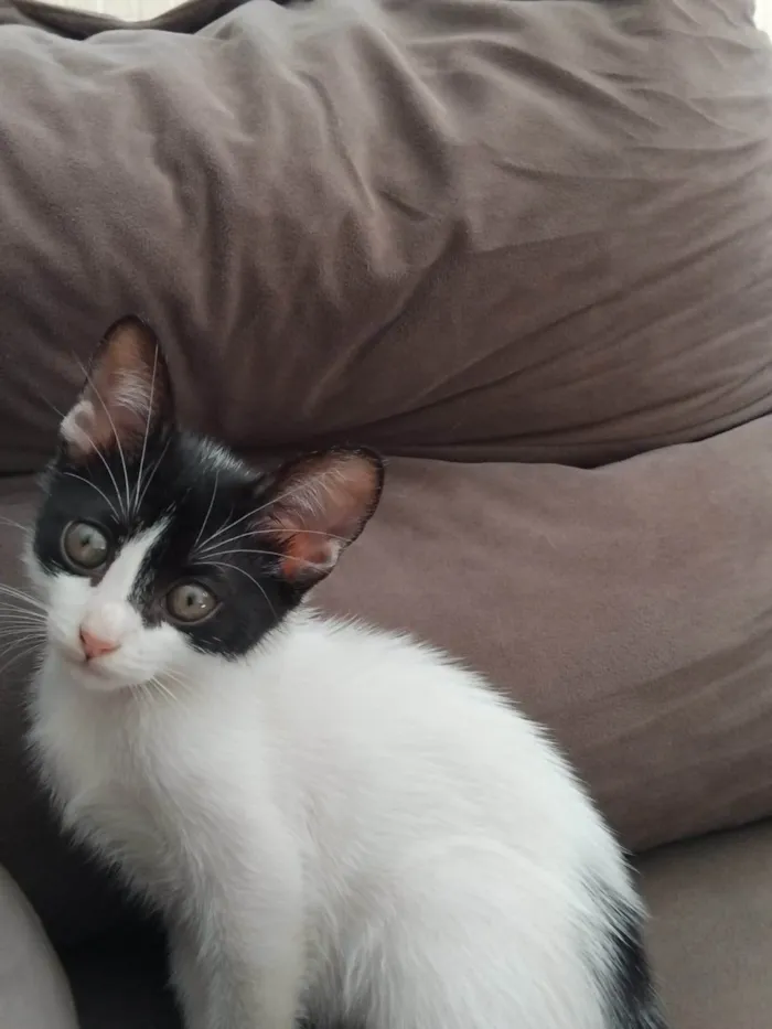 Gato ra a SRD-ViraLata idade 2 a 6 meses nome Lucinda