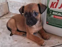 Cachorro ra a SRD-ViraLata idade 2 a 6 meses nome Dois irmãozinhos