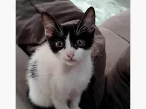 Gato raça SRD-ViraLata idade 2 a 6 meses nome Lucinda