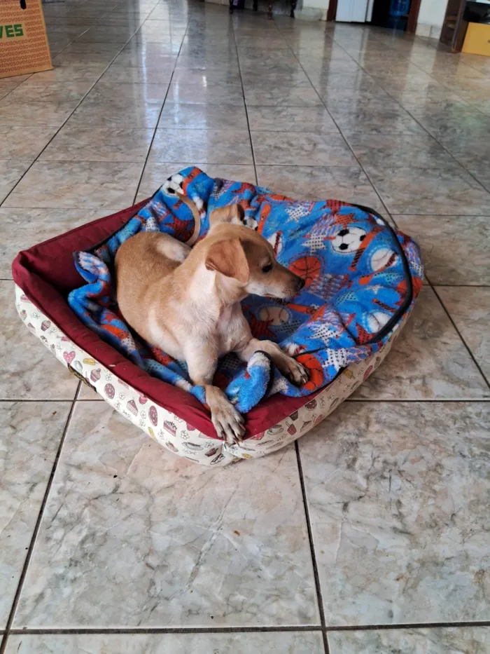 Cachorro ra a Pinscher idade 2 a 6 meses nome Espoleta 