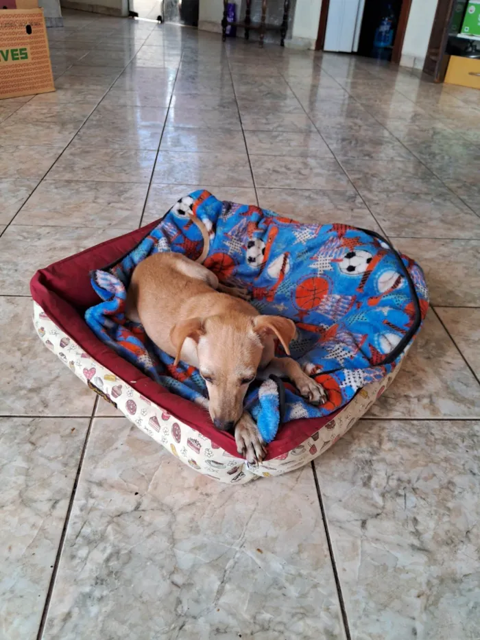 Cachorro ra a Pinscher idade 2 a 6 meses nome Espoleta 