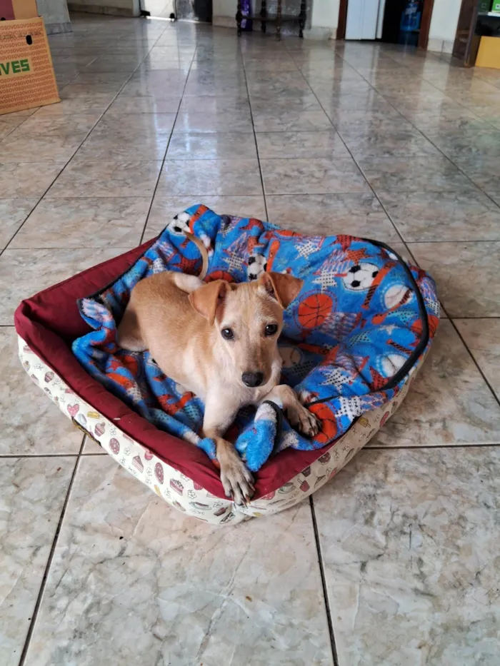 Cachorro ra a Pinscher idade 2 a 6 meses nome Espoleta 