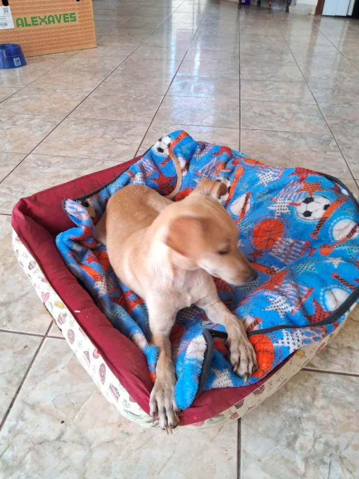 Cachorro ra a Pinscher idade 2 a 6 meses nome Espoleta 