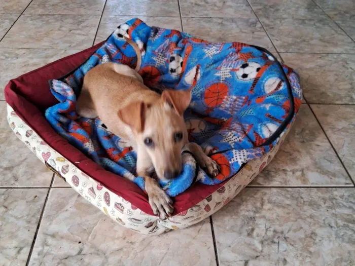 Cachorro ra a Pinscher idade 2 a 6 meses nome Espoleta 