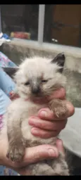 Gato ra a Siamês idade 2 a 6 meses nome Palmira