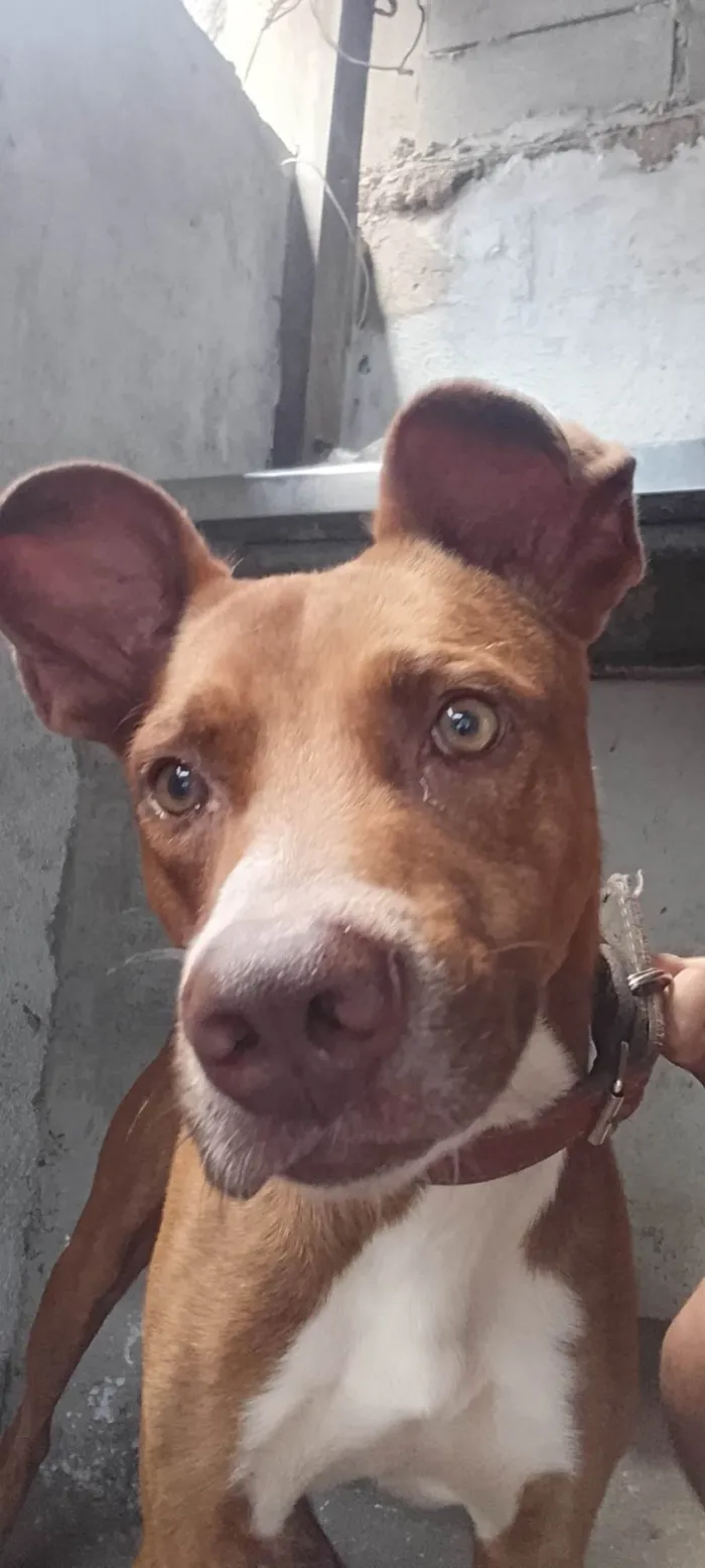 Cachorro ra a SRD-ViraLata idade 2 anos nome Beto