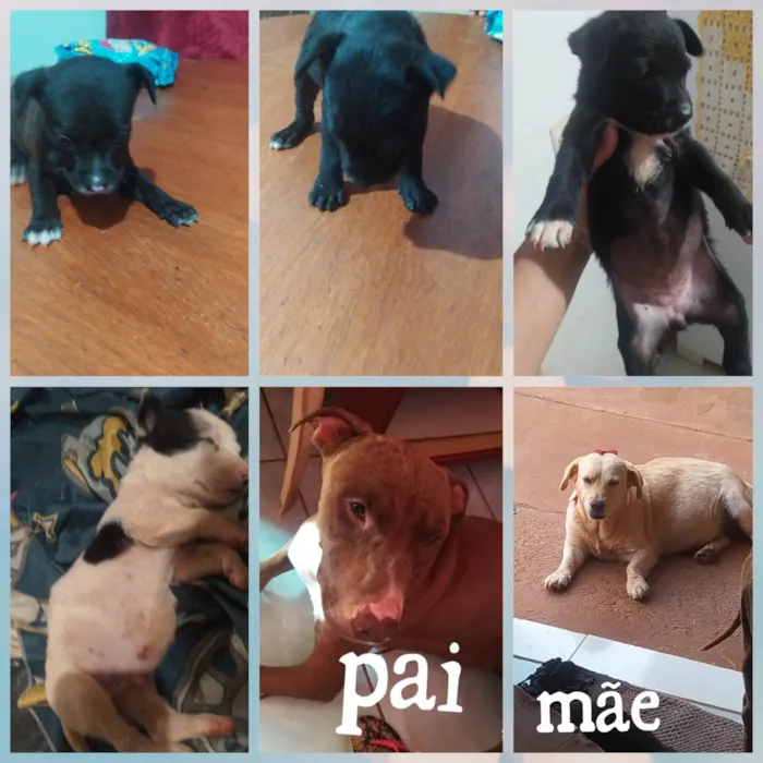 Cachorro ra a Pit-Bull idade Abaixo de 2 meses nome Sem nome 