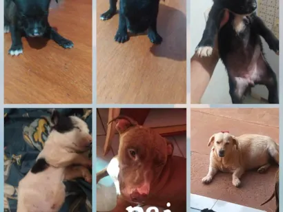 Cachorro ra a Pit-Bull idade Abaixo de 2 meses nome Sem nome 