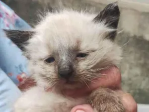 Gato raça Siamês idade 2 a 6 meses nome Palmira