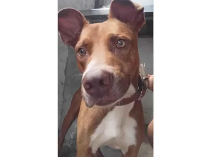 Cachorro raça SRD-ViraLata idade 2 anos nome Beto