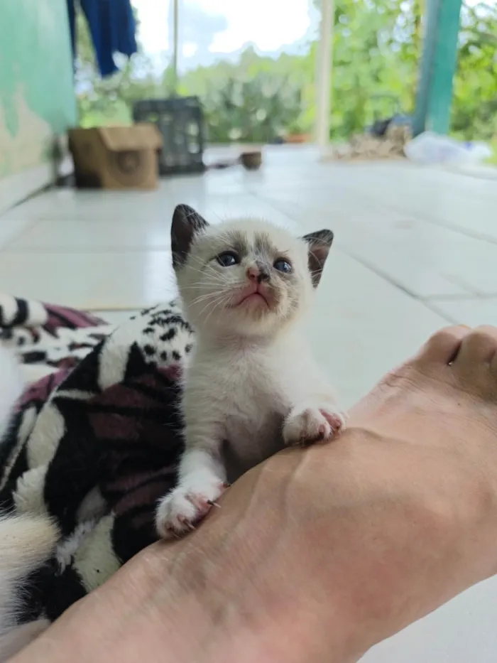 Gato ra a SRD-ViraLata idade Abaixo de 2 meses nome Jade