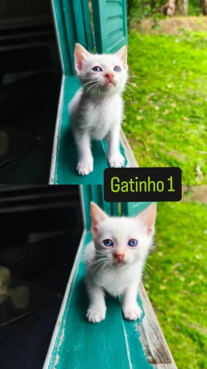 Gatinho 1