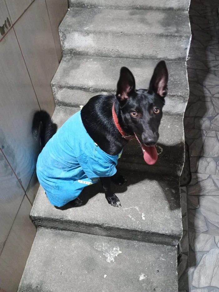 Cachorro ra a SRD-ViraLata idade 1 ano nome Kiara