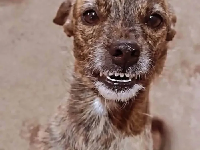 Cachorro ra a SRD-ViraLata idade 6 ou mais anos nome Paçoca, Paloma e Pirua