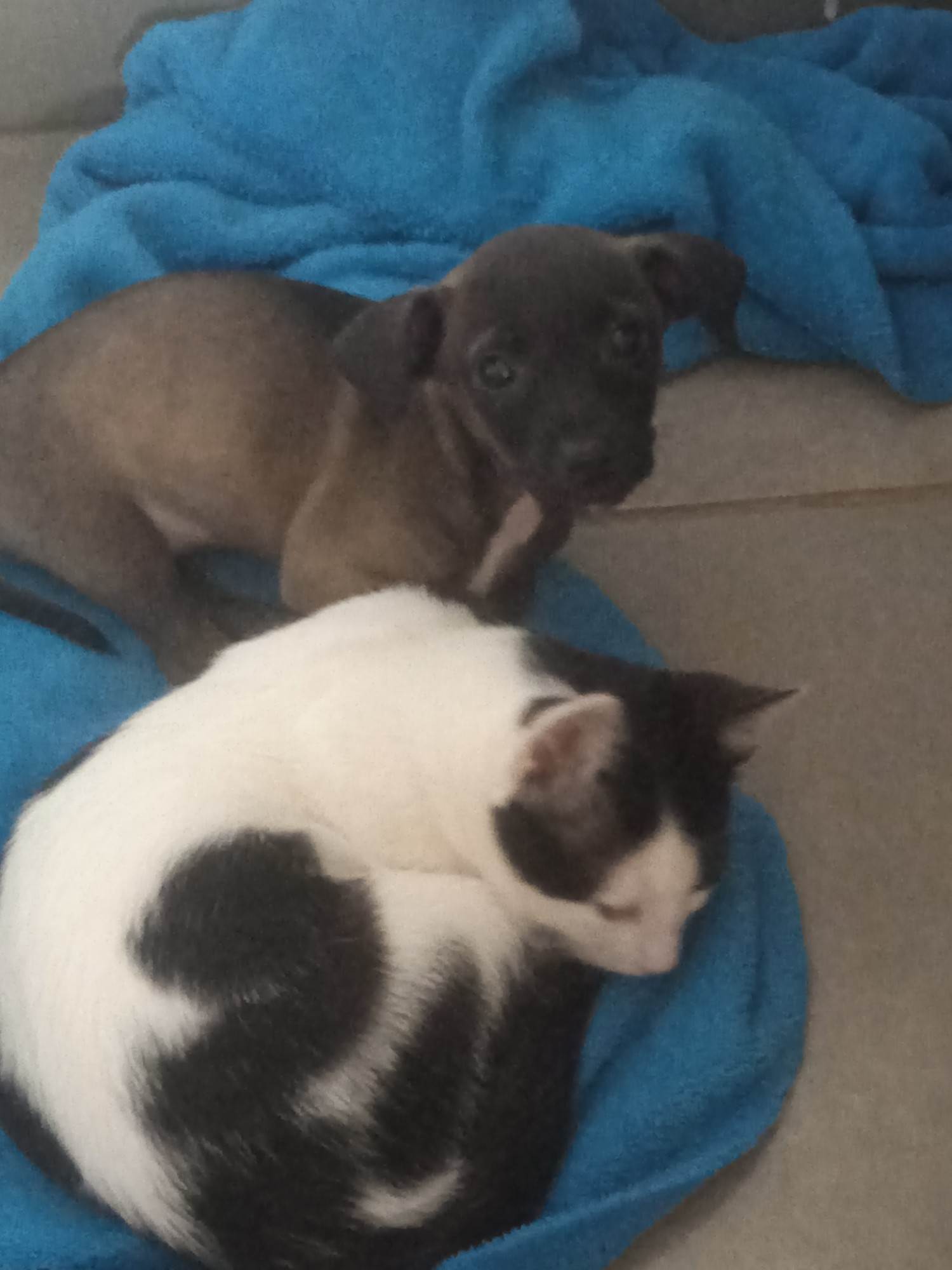 Cachorro ra a SRD-ViraLata idade Abaixo de 2 meses nome Sem nome 