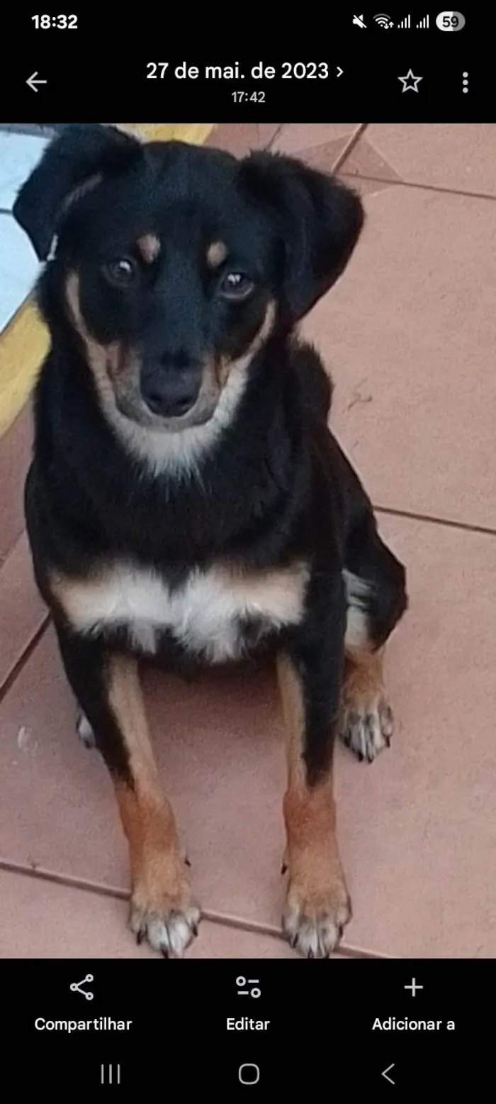 Cachorro ra a SRD-ViraLata idade 2 anos nome Lolo 