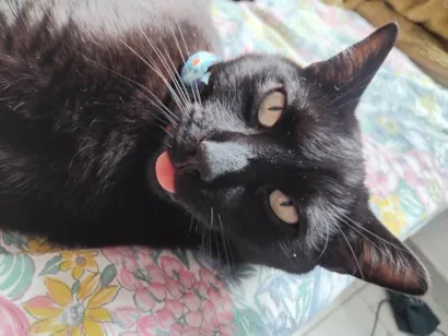 Gato ra a SRD-ViraLata idade 1 ano nome Naimon