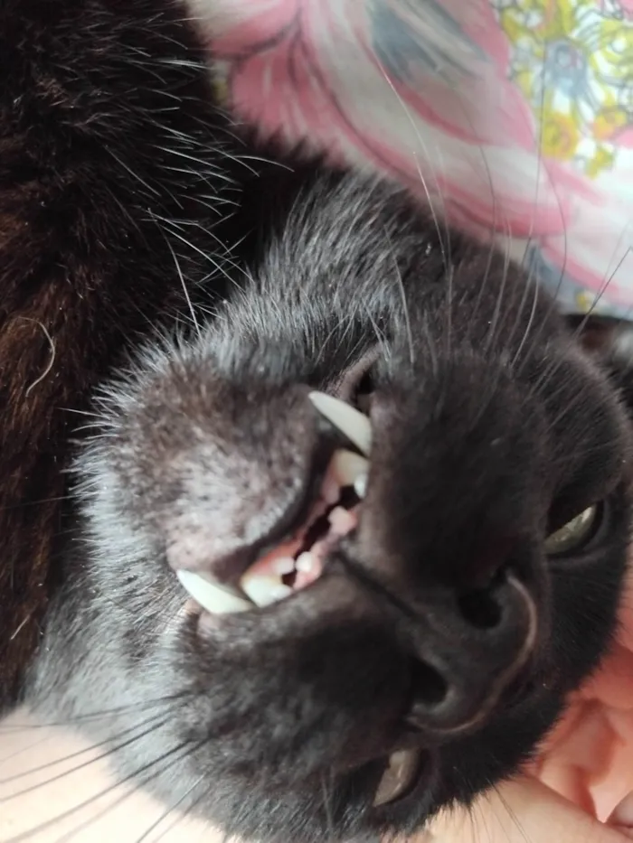 Gato ra a SRD-ViraLata idade 1 ano nome Naimon