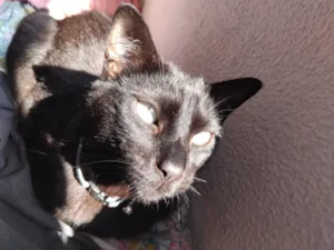 Gato raça SRD-ViraLata idade 1 ano nome Naimon