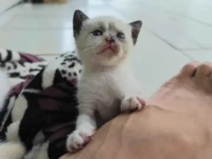 Gato raça SRD-ViraLata idade Abaixo de 2 meses nome Jade