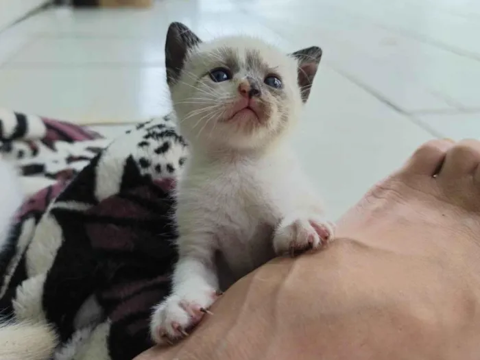 Gato ra a SRD-ViraLata idade Abaixo de 2 meses nome Jade