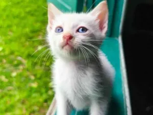 Gato raça SRD-ViraLata idade Abaixo de 2 meses nome Gatinho 1