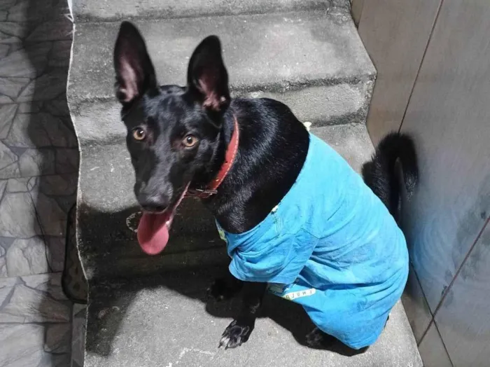 Cachorro ra a SRD-ViraLata idade 1 ano nome Kiara