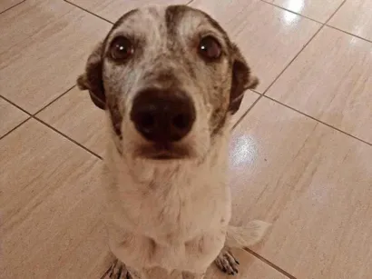 Paçoca, Paloma e Pirua