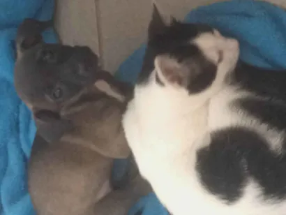 Cachorro raça SRD-ViraLata idade Abaixo de 2 meses nome Sem nome 