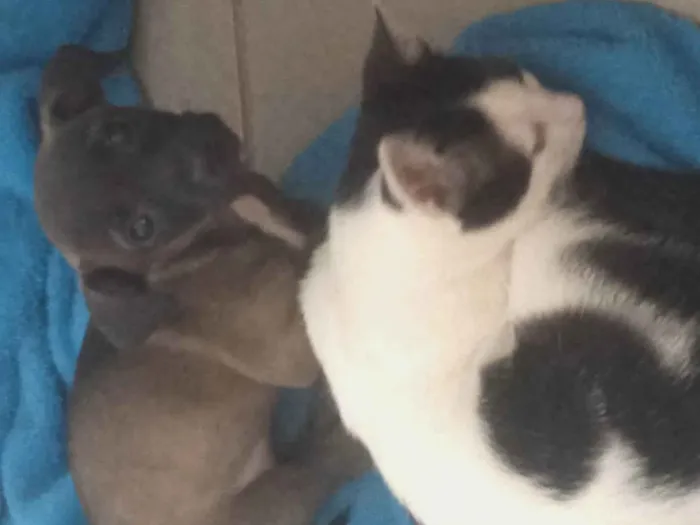 Cachorro ra a SRD-ViraLata idade Abaixo de 2 meses nome Sem nome 