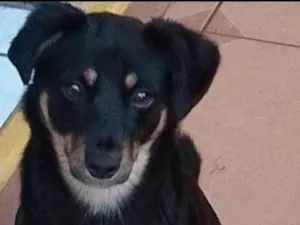 Cachorro raça SRD-ViraLata idade 2 anos nome Lolo 