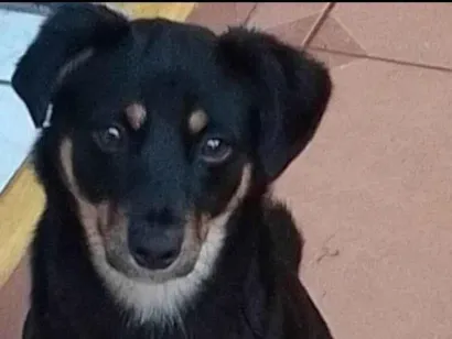 Cachorro ra a SRD-ViraLata idade 2 anos nome Lolo 