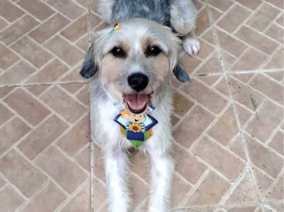 Cachorro raça SRD-ViraLata idade 2 anos nome Sheldon 