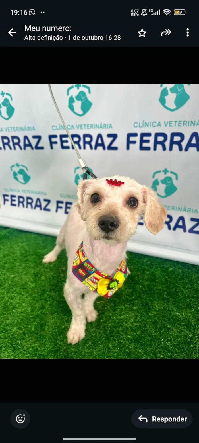 Cachorro ra a Poodle idade 7 a 11 meses nome José 