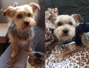 Cachorro raça SRD-ViraLata idade 2 anos nome Scott