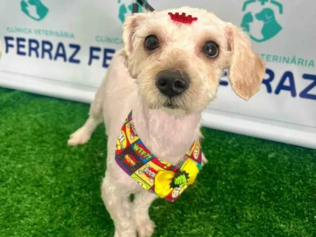 Cachorro raça Poodle idade 7 a 11 meses nome José 