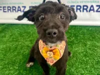 Cachorro raça Poodle idade 7 a 11 meses nome Pretinha