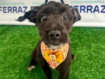 Cachorro raça Poodle idade 7 a 11 meses nome Pretinha