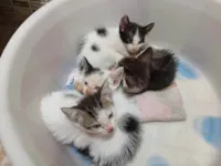 Gato raça SRD-ViraLata idade Abaixo de 2 meses nome N/A