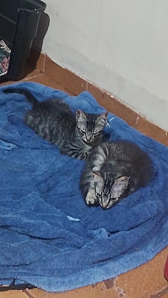 Gato ra a SRD-ViraLata idade Abaixo de 2 meses nome Eles nao tem nome