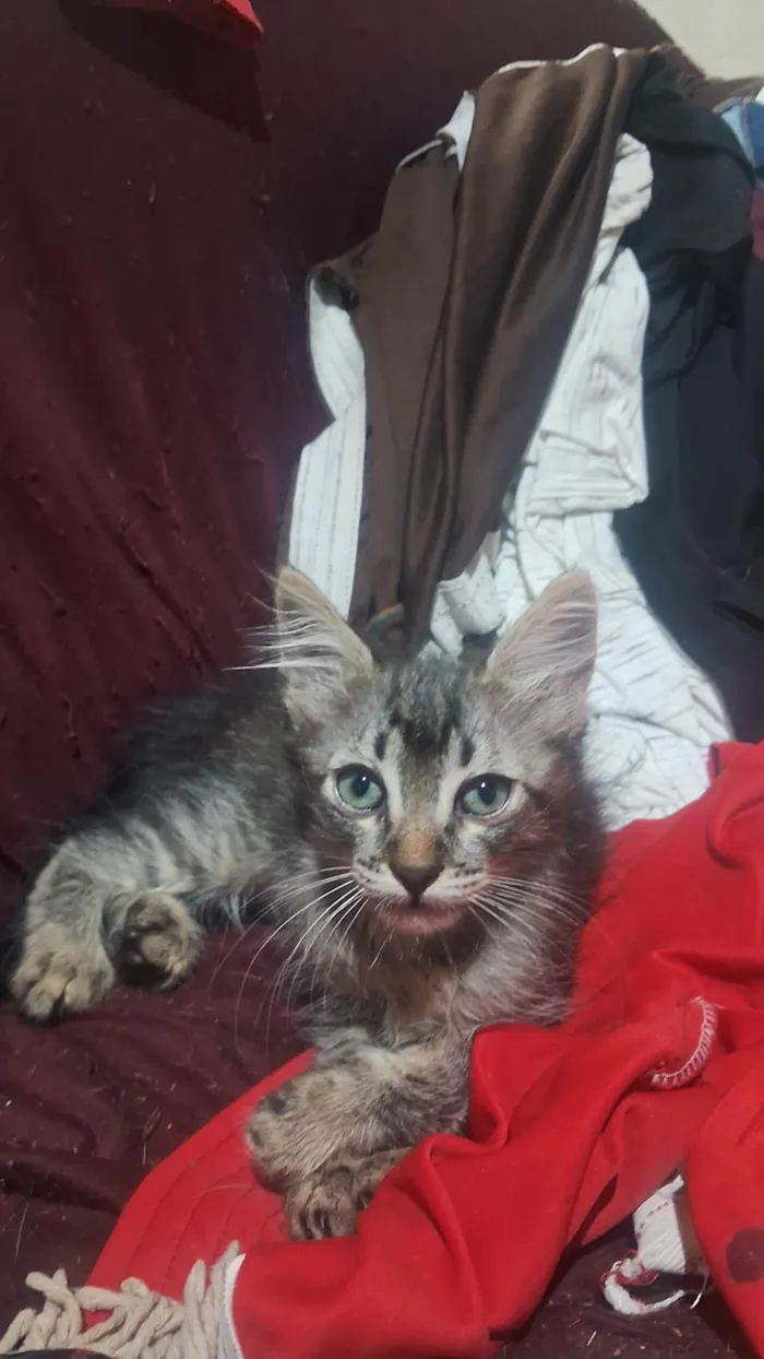 Gato ra a SRD-ViraLata idade Abaixo de 2 meses nome Eles nao tem nome