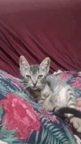 Gato ra a SRD-ViraLata idade Abaixo de 2 meses nome Eles nao tem nome