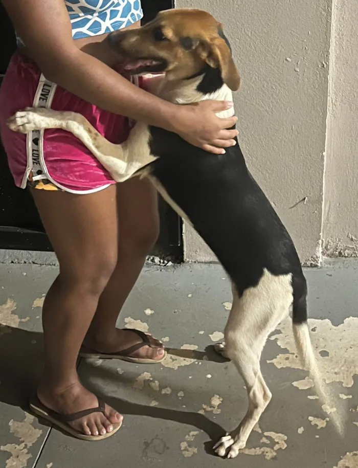 Cachorro ra a SRD-ViraLata idade 7 a 11 meses nome Bebel