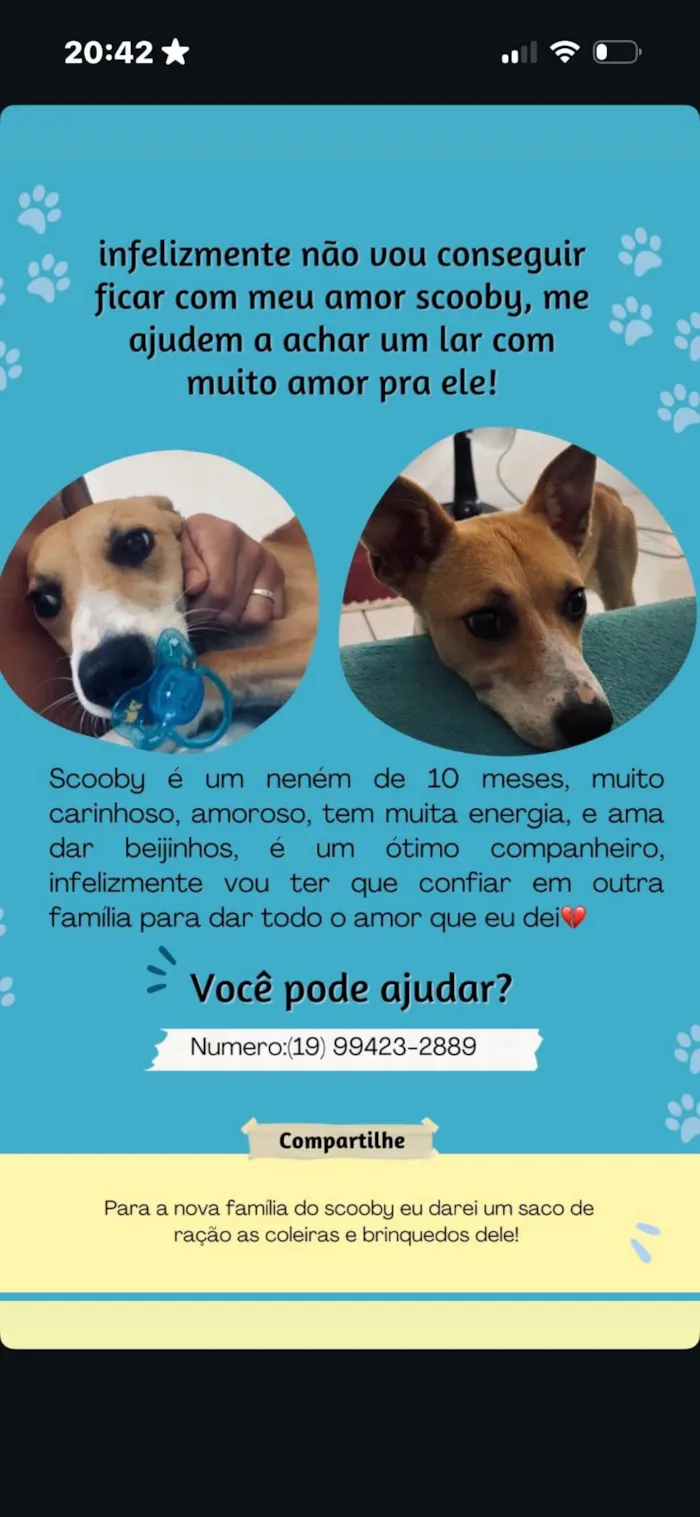 Cachorro ra a SRD-ViraLata idade 7 a 11 meses nome Scooby 