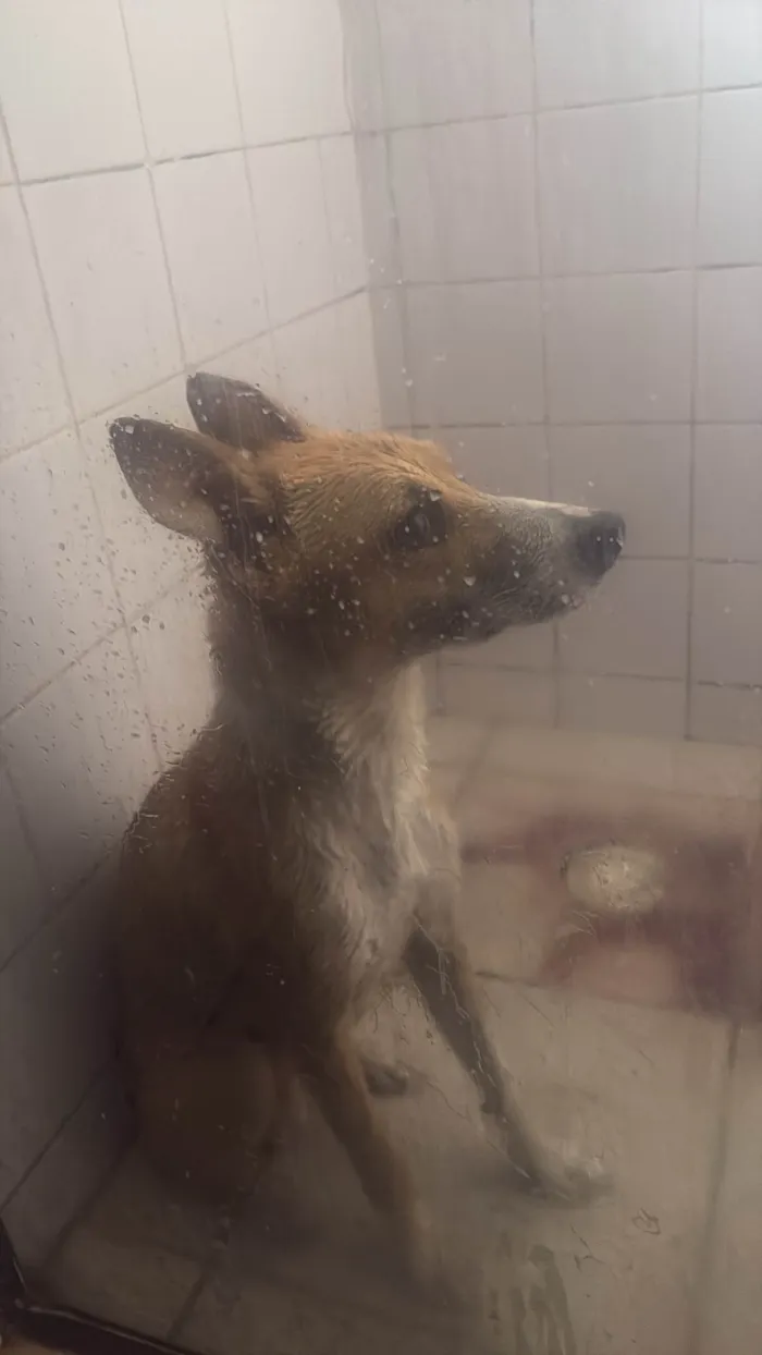 Cachorro ra a SRD-ViraLata idade 7 a 11 meses nome Scooby 