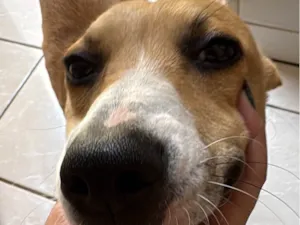 Cachorro raça SRD-ViraLata idade 7 a 11 meses nome Scooby 